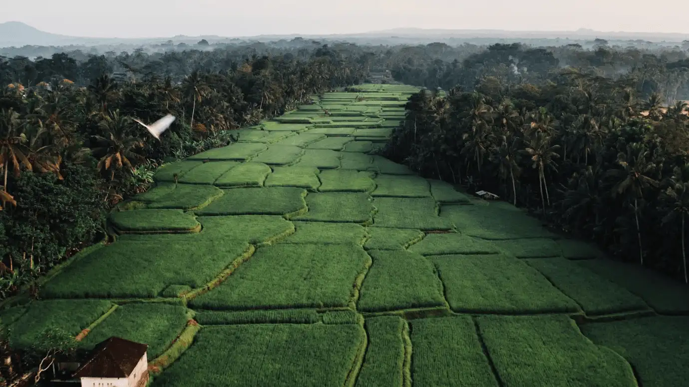 Private Buggy Tour Through Jatiluwih's Rice Terraces With Local Storytellers